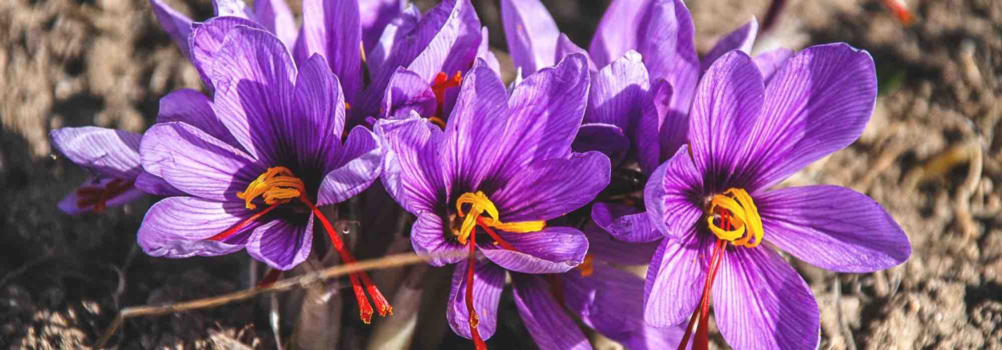 Diseases and pests of saffron