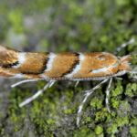 The horse-chestnut leaf miner: a pest to be feared?