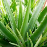 How to propagate <em>Aloe vera</em>?