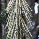How to propagate <em>Pseudopanax</em>?