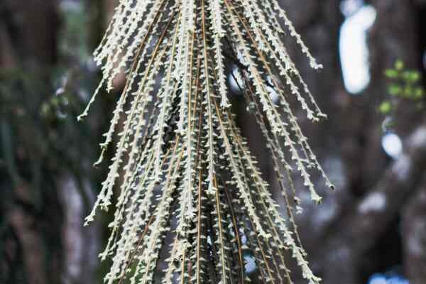 How to propagate <em>Pseudopanax</em>?
