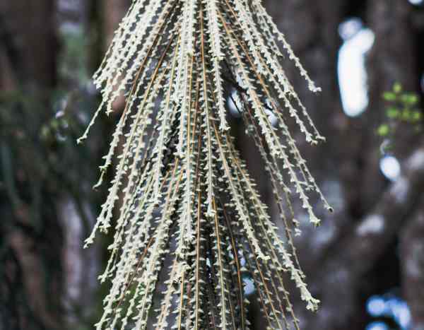 How to propagate Pseudopanax ?