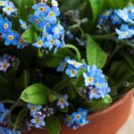 How to grow forget-me-nots in pots?