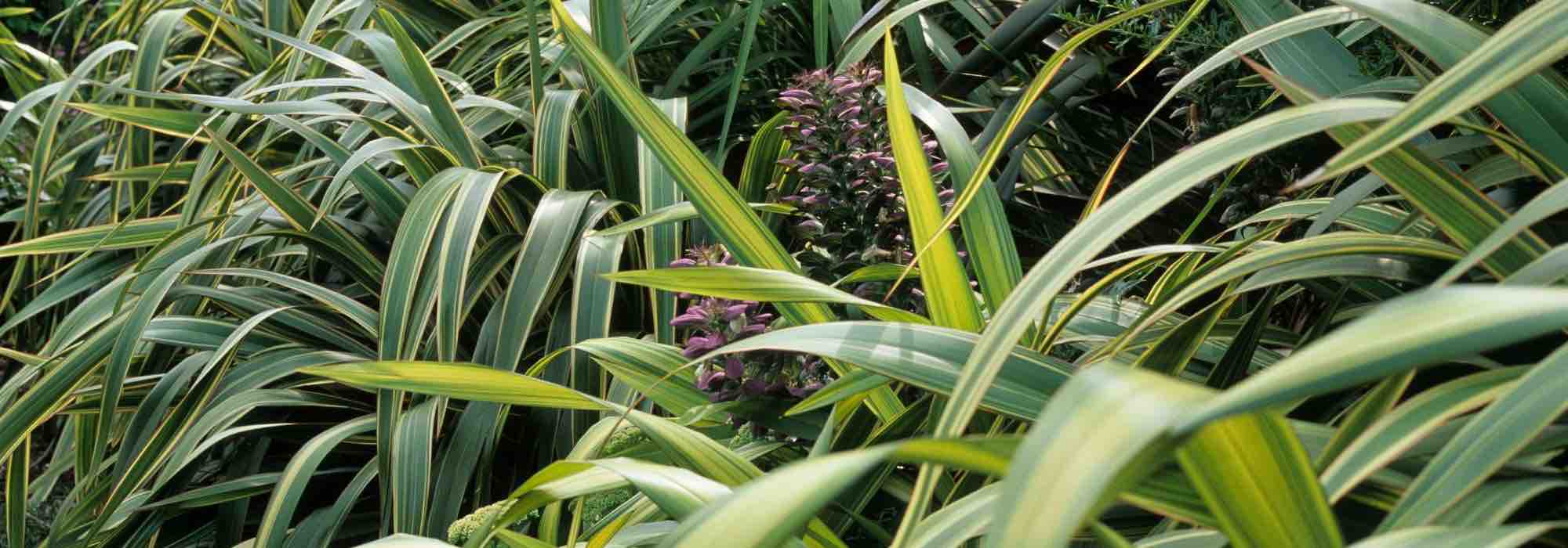 Phormium: how to protect it from the cold and winter it?