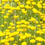 Low-maintenance plants for slopes