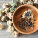How to harvest and store your hollyhock seeds?