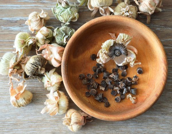 How to harvest and store your hollyhock seeds?