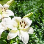 How to replant potted lilies in the garden?