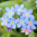 How to sow forget-me-nots?