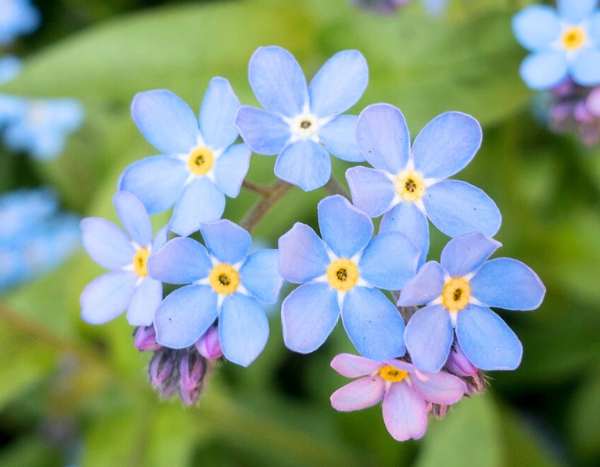 How to sow forget-me-nots?