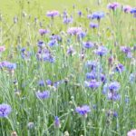 Cold hardy sowing for Autumn