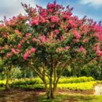 How to prune a crepe myrtle?