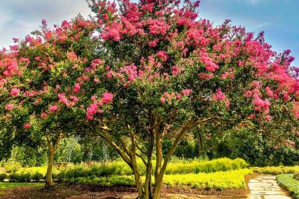 How to prune a crepe myrtle?