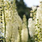 7 superb Cimicifuga varieties to discover