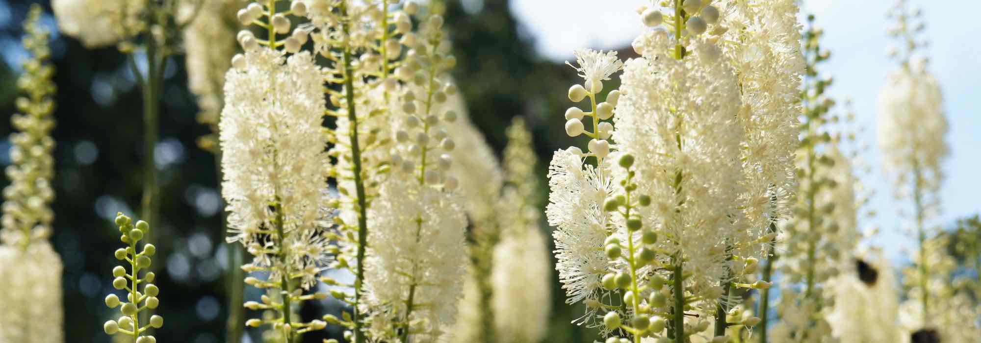 7 superb Cimicifuga varieties to discover