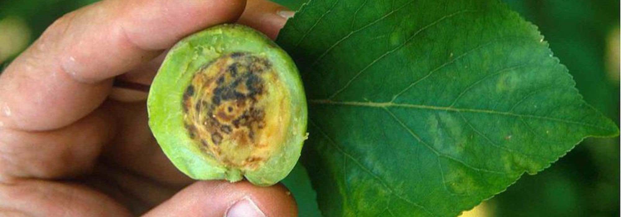 Plum pox virus (PPV) or sharka: a devastating disease of stone fruit trees