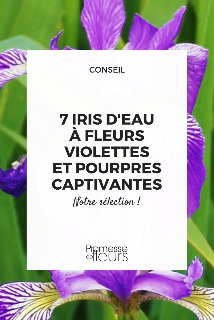 7 Water irises with captivating violet and purple flowers. Iris versicolor 'Kermesina'