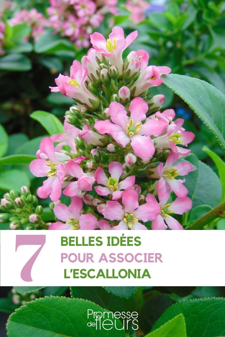 associate Escallonia