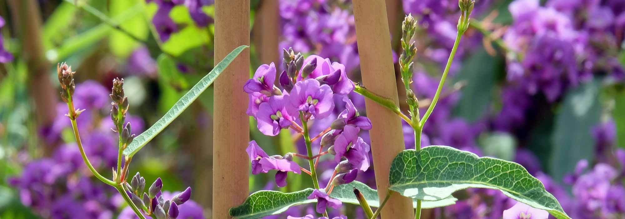 How to pair Hardenbergia?