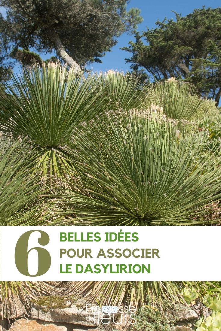 Associate the Dasylirion associate the dasylirion