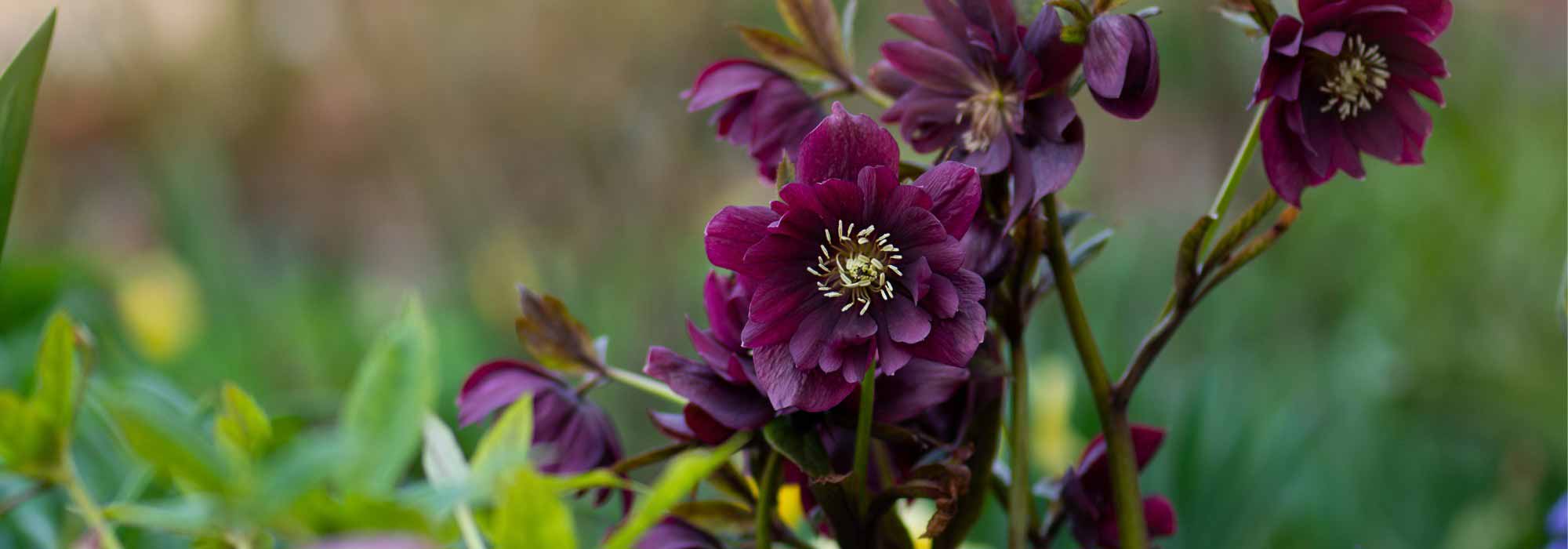 7 tips for growing beautiful hellebores