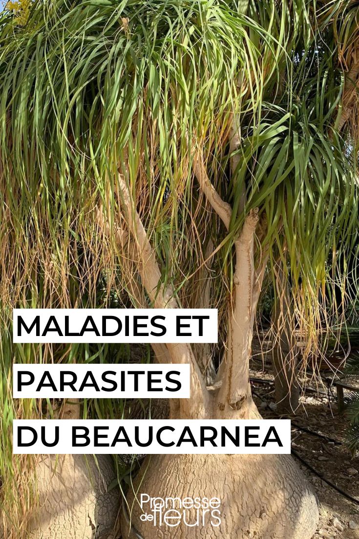 caring for the elephant's foot