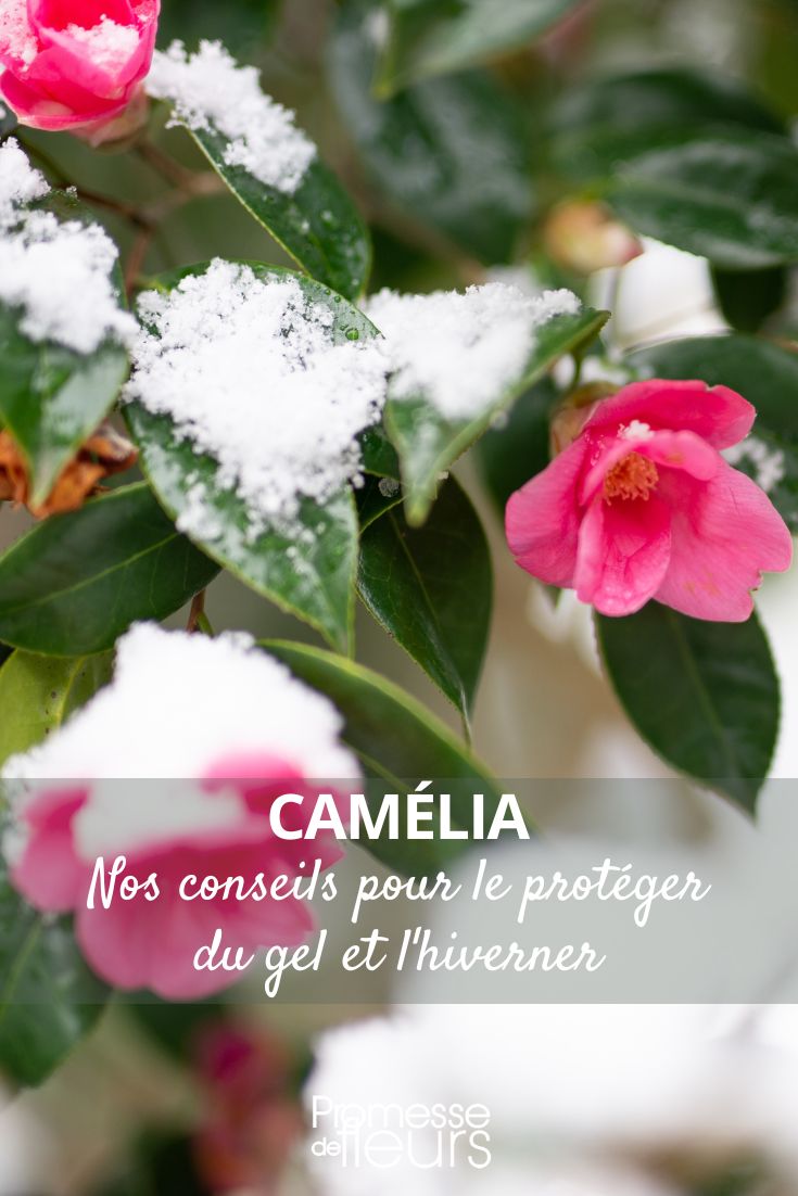 protecting your camellia from the cold