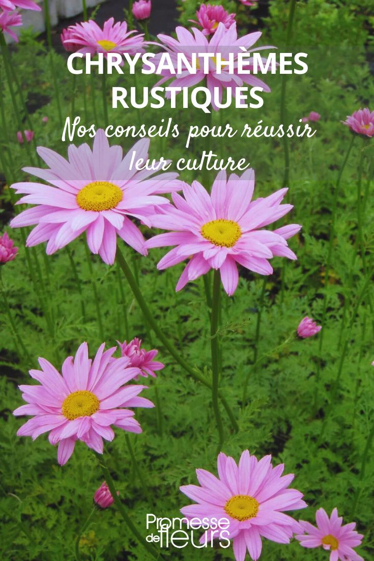 Hardy Chrysanthemums: A Complete Guide to Succeeding in Their Cultivation Chrysanthemum Clara Curtis