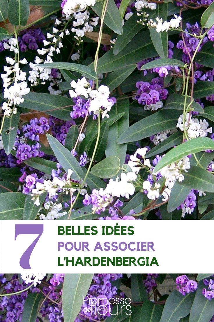 7 ideas to associate with Hardenbergia