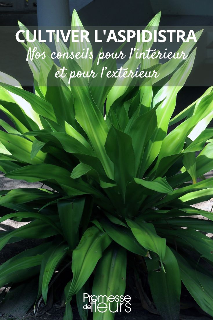 Cultivating Aspidistra: Tips and Tricks