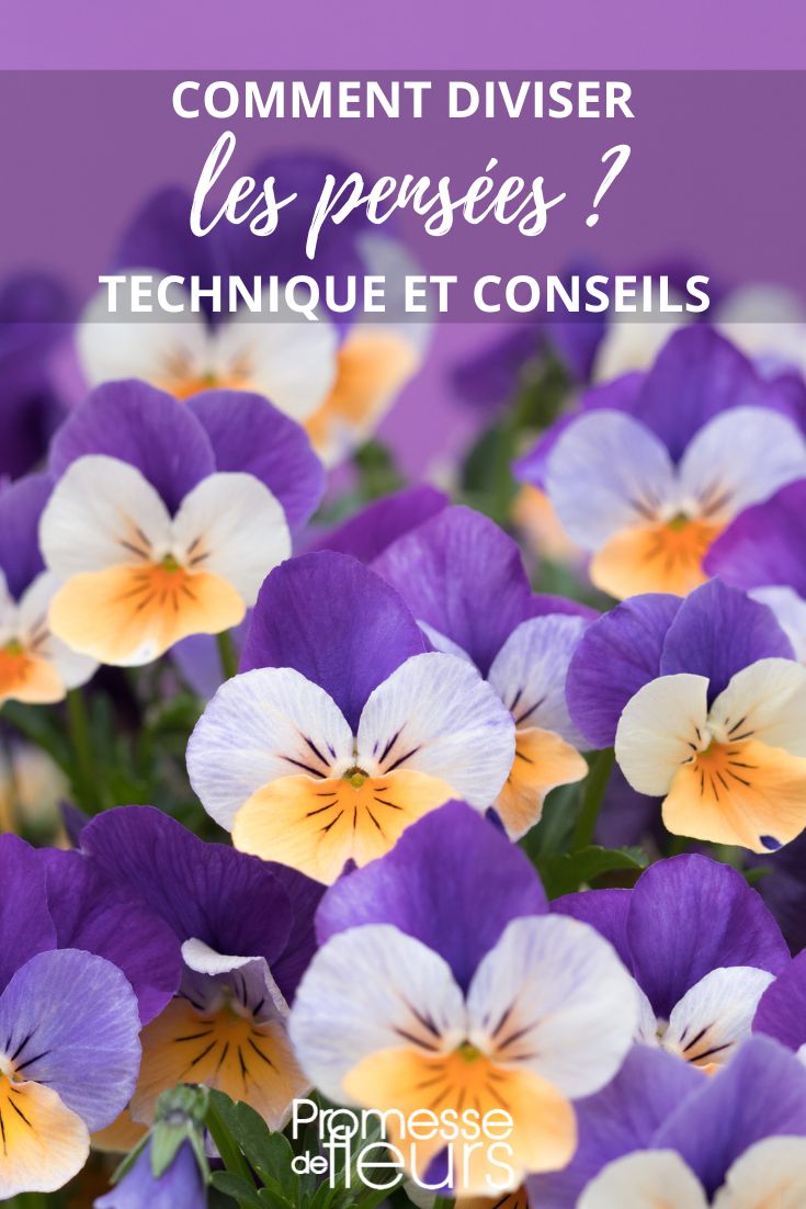 Sorry, but there is nothing to translate in "viola".