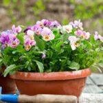 How to divide pansies?