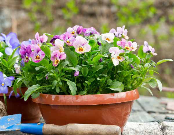 How to divide pansies?