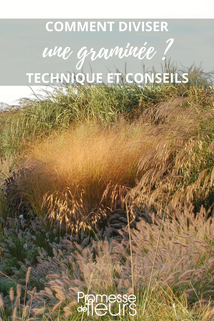 Tips for dividing ornamental grasses