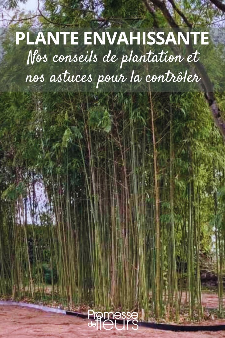 root barrier and bamboo