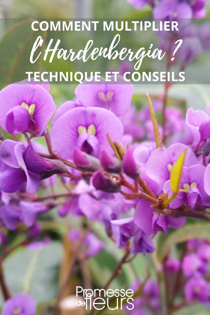 Hardenbergia flowers
