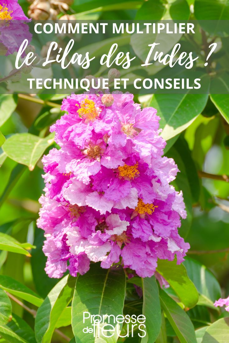 Cuttings and Sowing of Lagerstroemia
