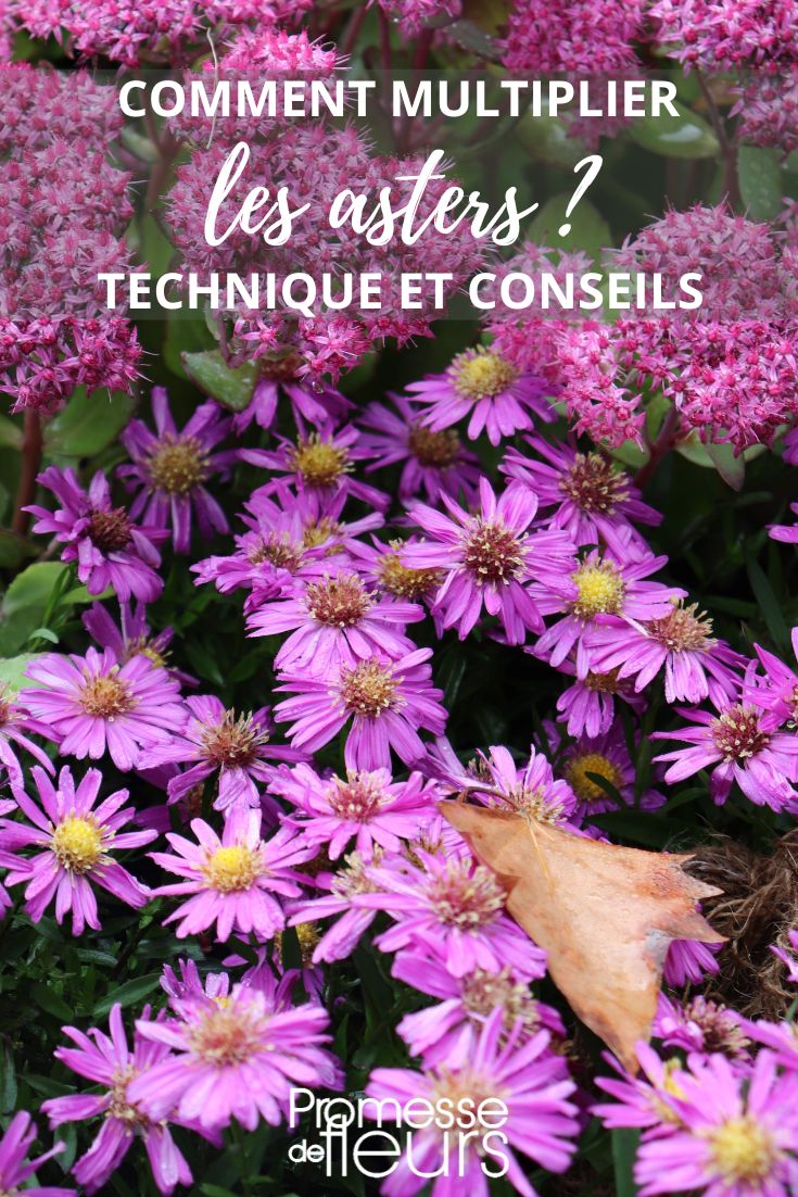 aster division and multiplication
