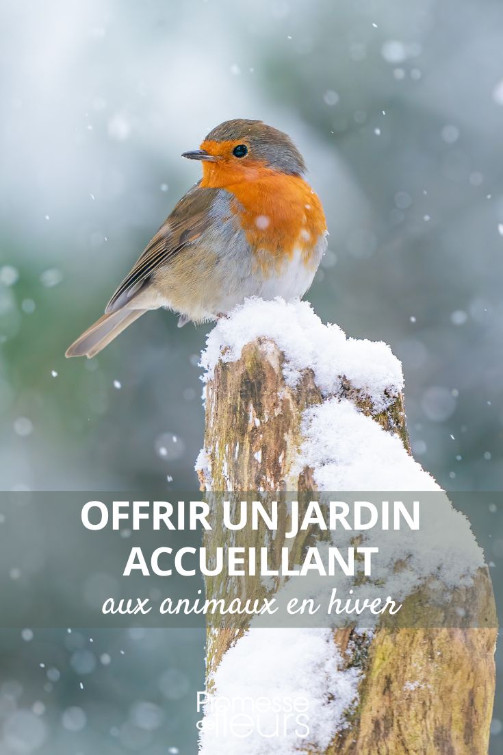 How to create a welcoming garden for animals in winter Robin in Winter