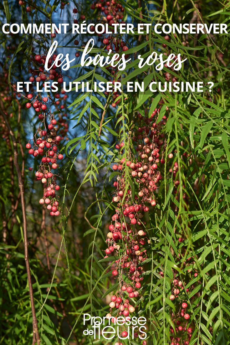 Schinus molle berries