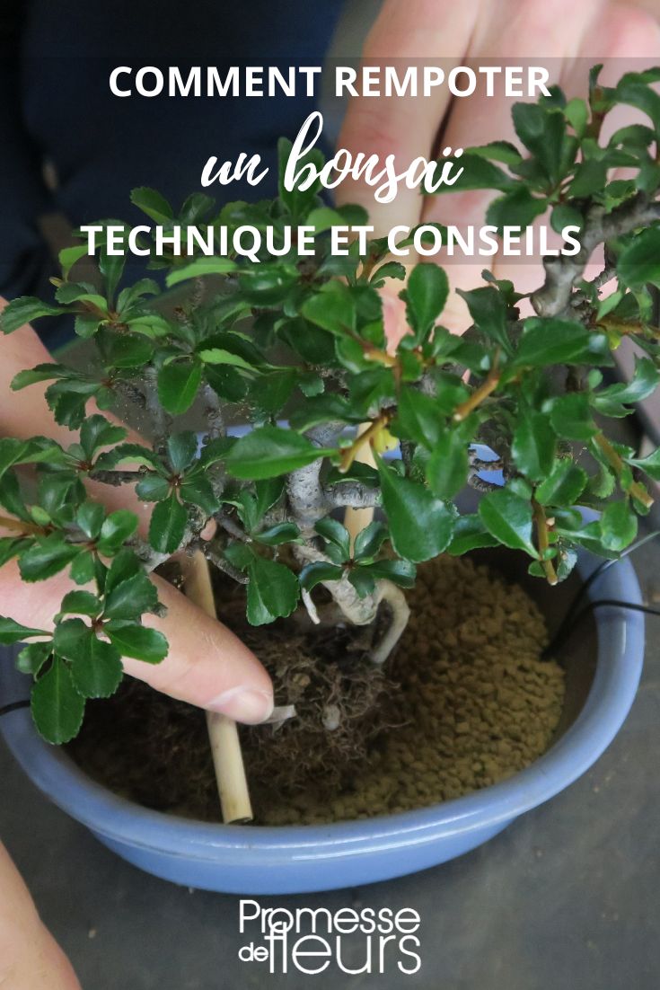 Bonsai repotting tips