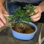 How to repot a bonsai: complete guide