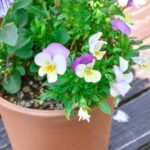 How to sow pansies?