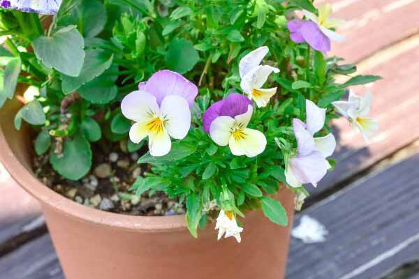 How to sow pansies?