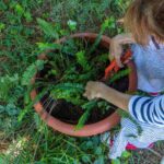 Pruning ferns: our practical advice
