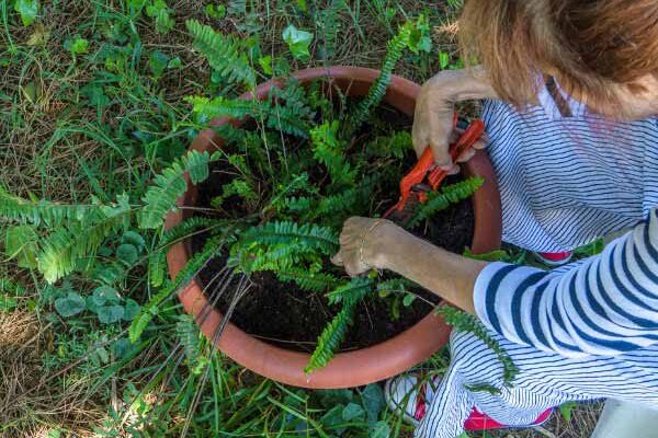 Pruning ferns: our practical advice