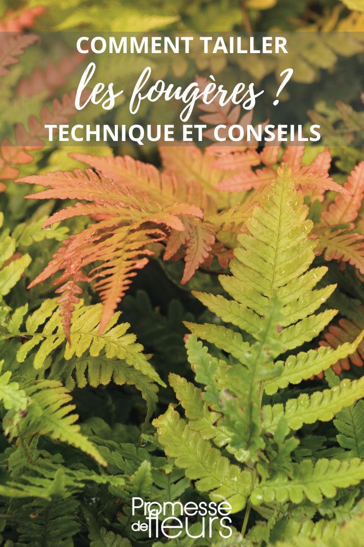 fern pruning