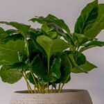 Growing a coffee plant in a pot