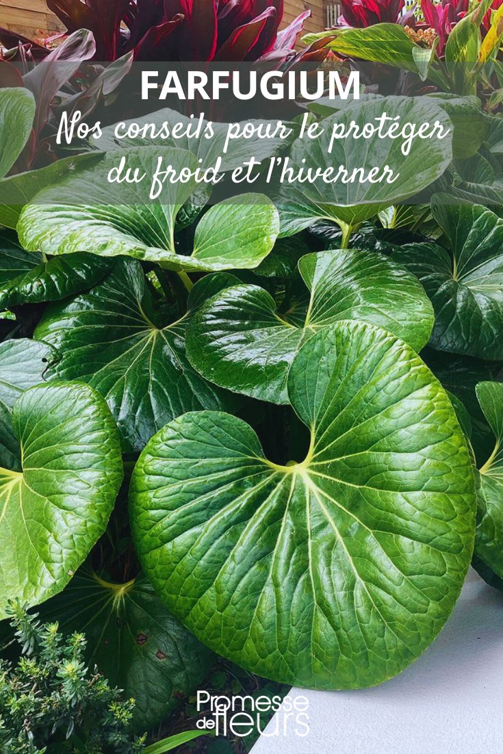 Farfugium: how to protect it from the cold and overwinter Farfugium