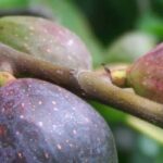 Old and local fig varieties